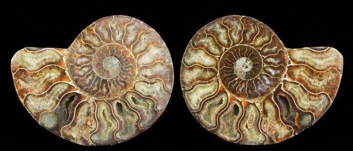 Cut & Polished Ammonite Fossil - Agatized #69011
